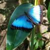blue morpho