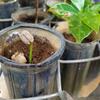 cafe plant