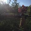 Flower Garden