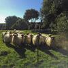 latxa sheep