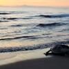 sea turtle